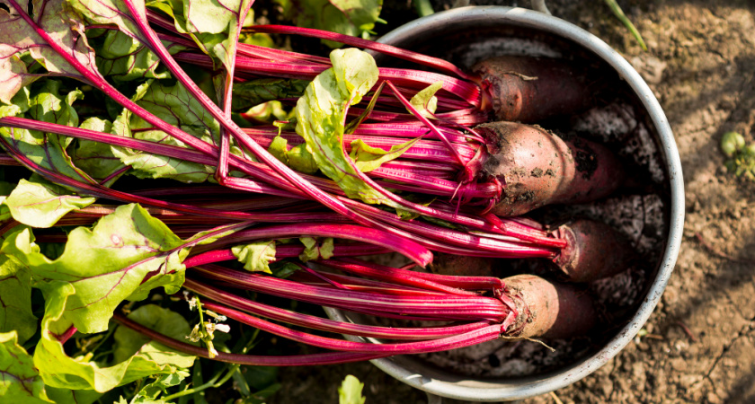 Не выбрасывайте, а применить в огороде: практичные способы использования свекольной ботвы после сбора урожая