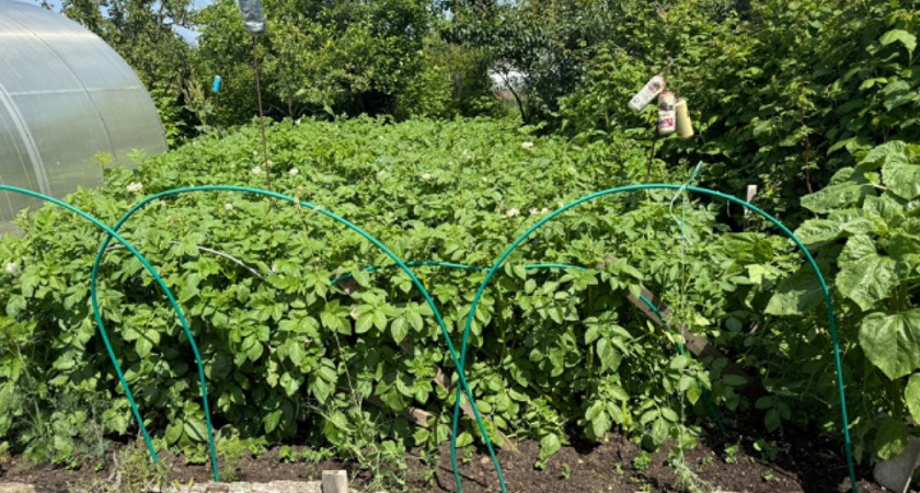 Сажаю картофель по технологии Балабанова: с каждого куста собираю по 100 клубней - рассказываю, как добиться такого же результата