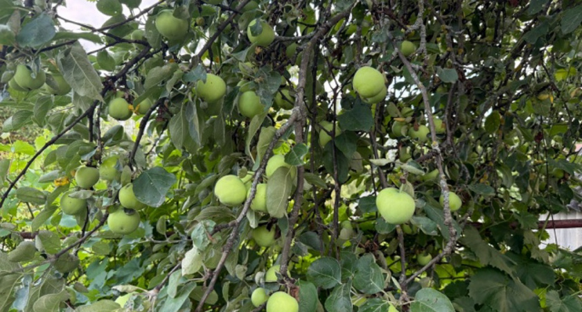 Уничтожаю паршу в октябре одной обработкой: проверенный способ защиты яблонь до следующего лета