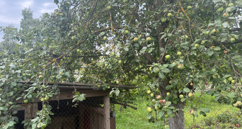 Вот как правильно обрезать плодовые деревья - методы, о которых многие забывают