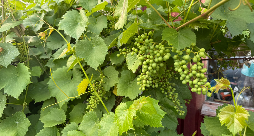 4 виноградные заготовки: как сохранить вкус лета на всю зиму – варенье, джем и концентраты