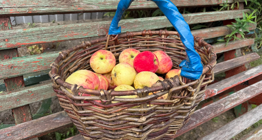 Липецкие садоводы собрали 60 тысяч тонн яблок