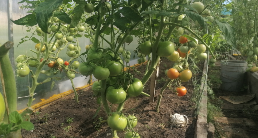 Новый король грядки: сладкий как ягода томат – удивляет вкусом и цветом