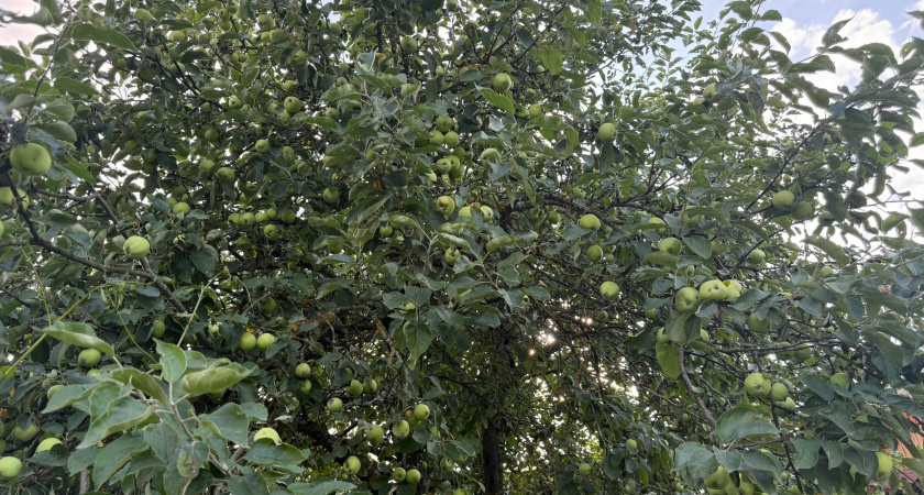 Успеть до ноября: самое мощное удобрение для плодовых деревьев – урожай вырастет в 3 раза