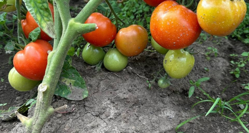 Высокая урожайность: сорт больших томатов до 1 кг на вашей грядке: вкусный, ароматный и подходит для сока