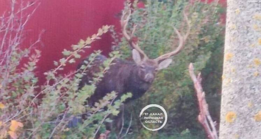 Оленя заметили во дворе жилого дома в Хлевенском районе