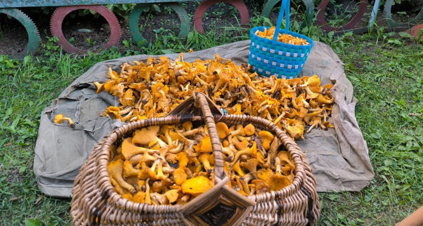 5 самых поздних осенних грибов: они не боятся даже морозов