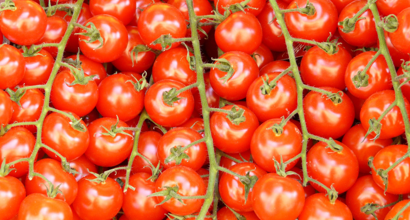 С одного квадрата собирают до 15 кг: этот томат стал главным хитом умных дачников