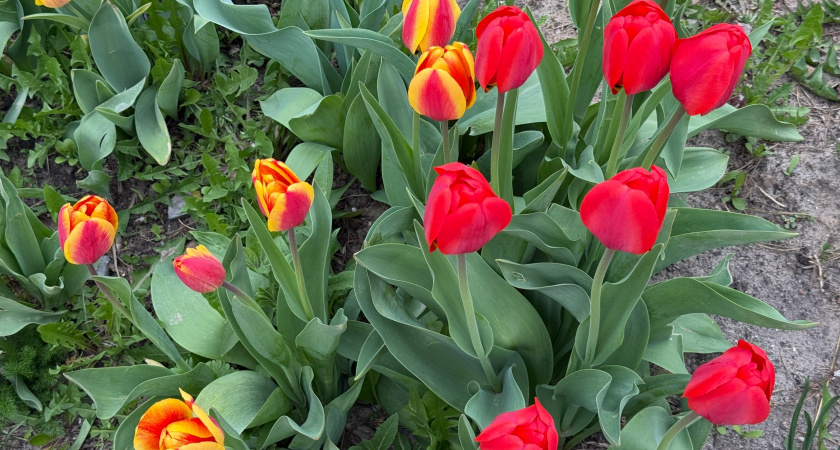 Насколько глубоко сажать тюльпаны: чтобы весной наслаждаться красотой, осенью делайте так