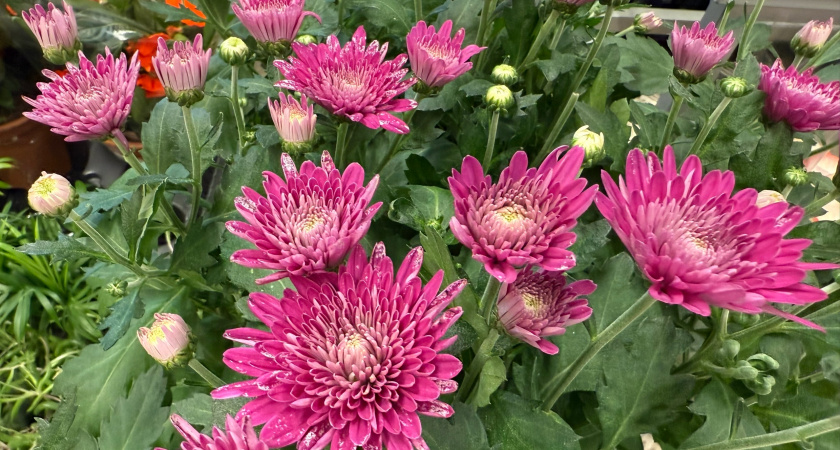 Хризантема мультифлора: что нельзя делать осенью, чтобы сохранить растение до весны