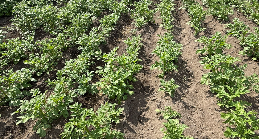 Разбрасываю 1 пачку по грядкам: вместо навоза – как копеечная крупа превращает землю в чернозем