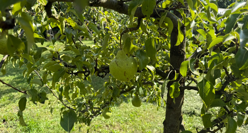 Необычные гибриды для вашего сада: какие деревья начинающим садоводам лучше посадить - совет эксперта