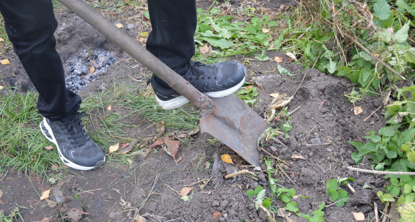 1 горсть на почву — и мокрицы как не бывало: осенью вношу дешёвое удобрение с эффектом «от сорняков»