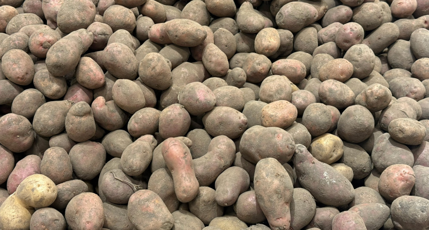 Храню картошку в квартире: два простых помощника, чтобы в апреле она была как свежая