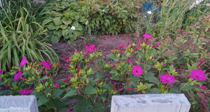 12 цветов, которые я сею только под зиму — как добиваюсь пышного цветника