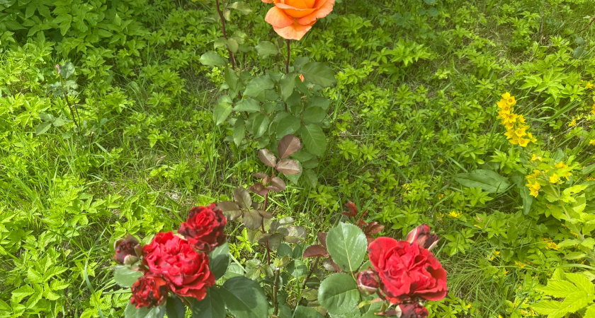 Как укоренить розы из букета за 27 дней – получите готовые черенки для весенней посадки