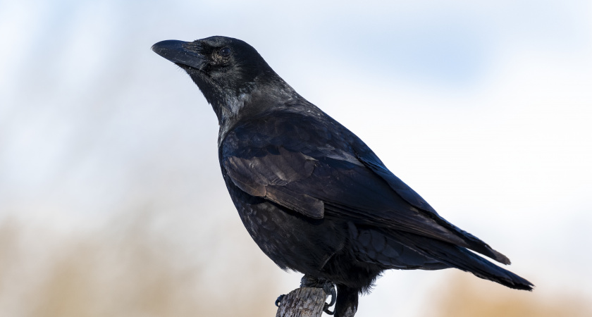 Птичий интеллект: как обычные вороны творят по памяти
