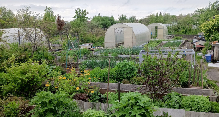 Только не сжигайте: немецкое удобрение из больной ботвы — как сделать землю мягкой как пух и плодородной как чернозём