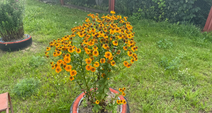 Посадил в ноябре — получил золотой ковер: цветок, который сеют перед зимой