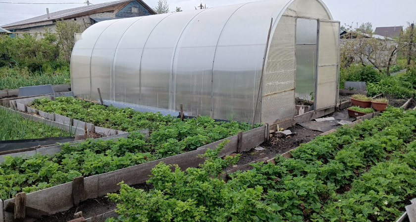 Посев в ноябре: вот что опытные дачники успевают посеять до морозов – как получить ранний урожай