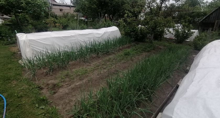 Подзимние посевы: что посадить в ноябре для раннего урожая весной