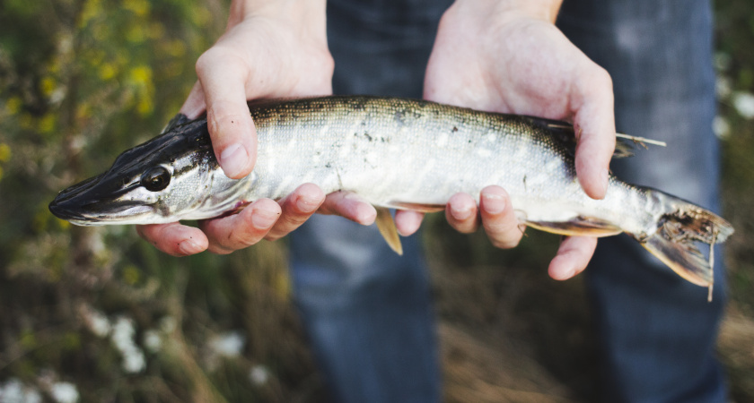 Опасность из воды: что не расскажут о рыбе с Севера России?
