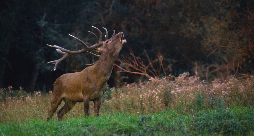 Липецкий браконьер заплатит 600 тысяч за отстрел оленей