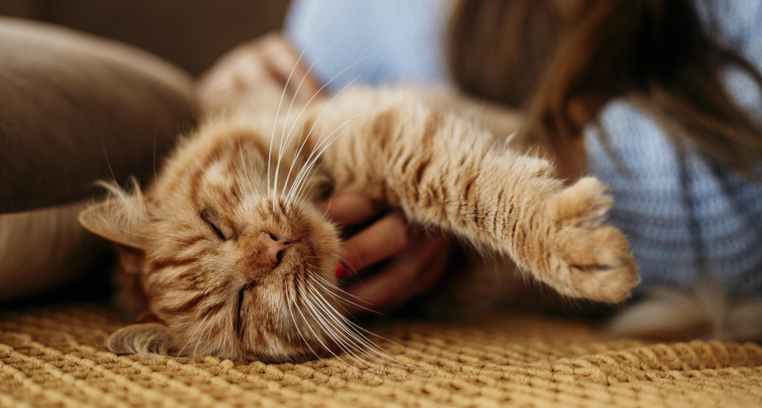 Избирательность кошки: почему питомец выбирает одного хозяина