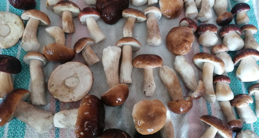Такого никто не ожидал: миколог призвал никогда не есть дачные грибы
