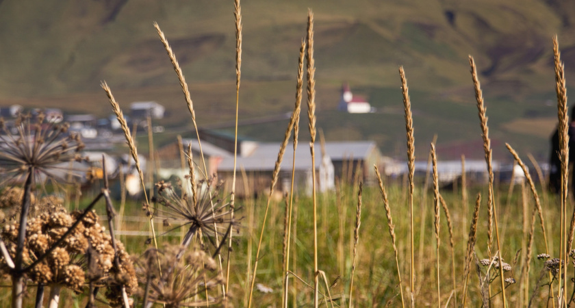 Озимые культуры заняли 308 тысяч гектаров в липецком регионе