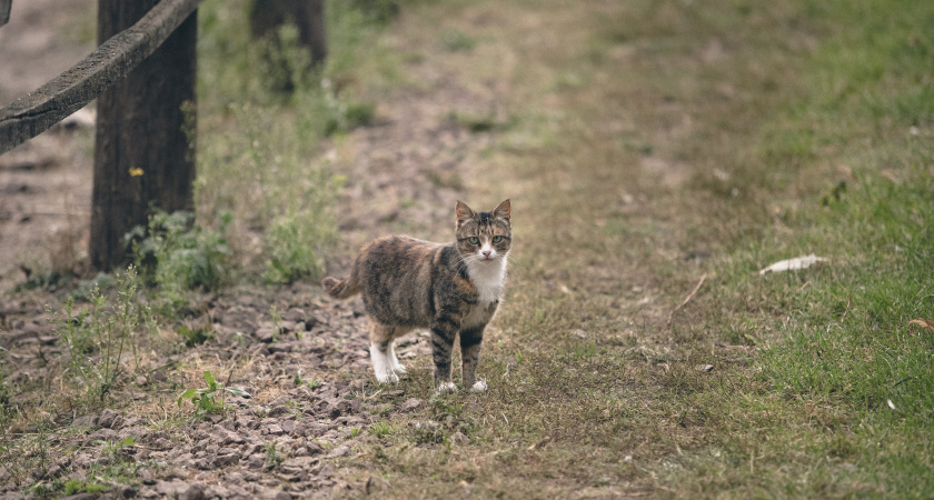 Почему кошки убегают? Причины, о которых вы не догадывались