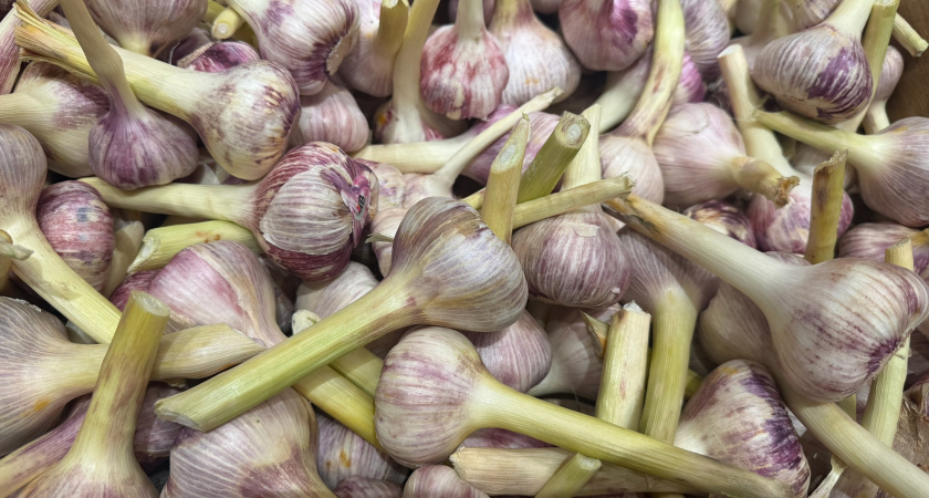 Как сохранить чеснок сочным до следующего урожая: рабочие методы