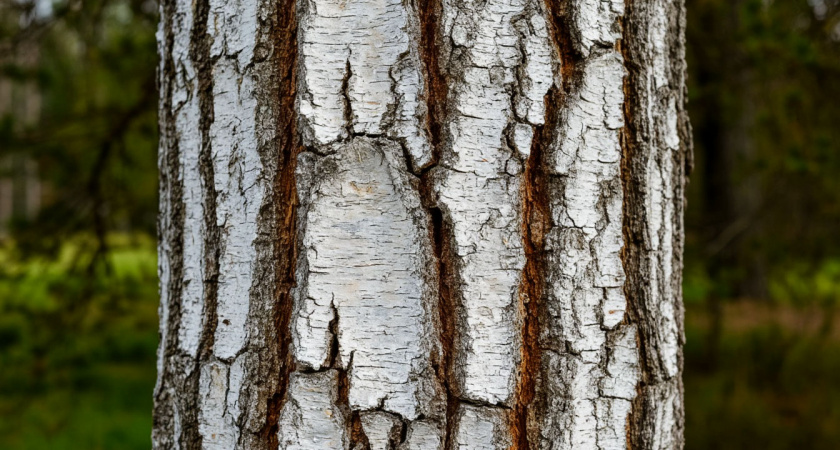 Защита для деревьев на даче: что добавить в побелку, чтобы она продержалась круглый год