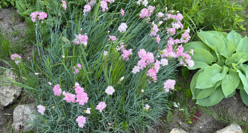 Какие многолетники нельзя обрезать осенью: ошибки, которые губят растения