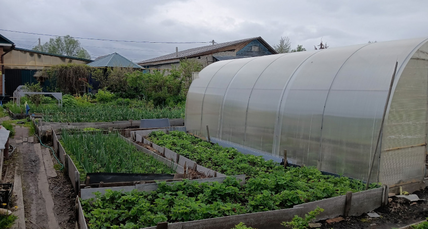 Как мы сами губим свой урожай: 7 вредителей, которых вы приносите на дачу