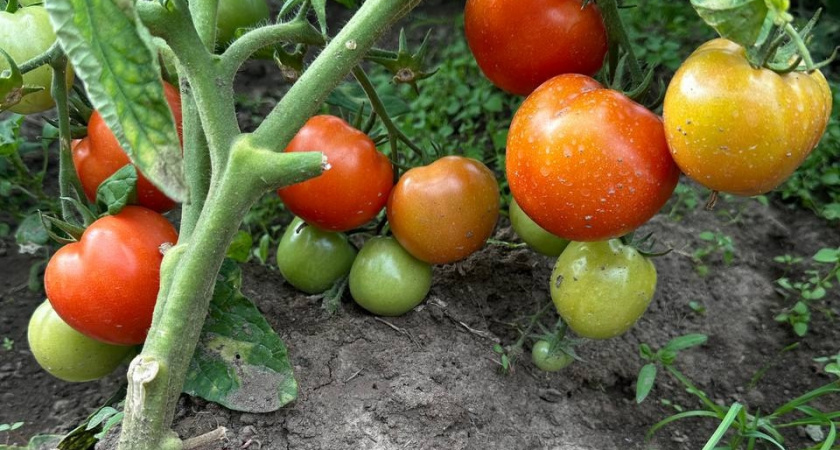Теплица вам не пригодится: эти сорта помидоров выдерживают ветра и радуют урожаем