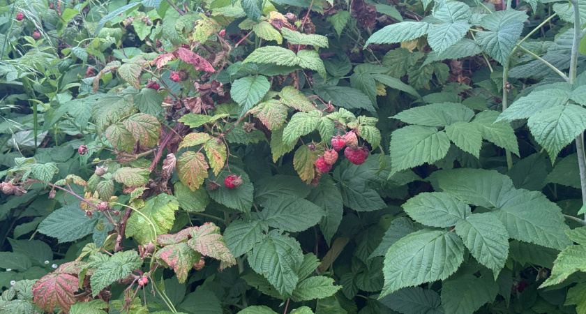 Ноябрьская забота о малине: простые шаги для богатого урожая – осенью делаю это обязательно