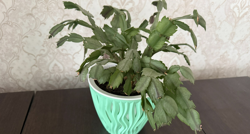 Как сделать из декабриста пышный куст, чтобы был привлекательным и обильно цвел: 2 легких способа