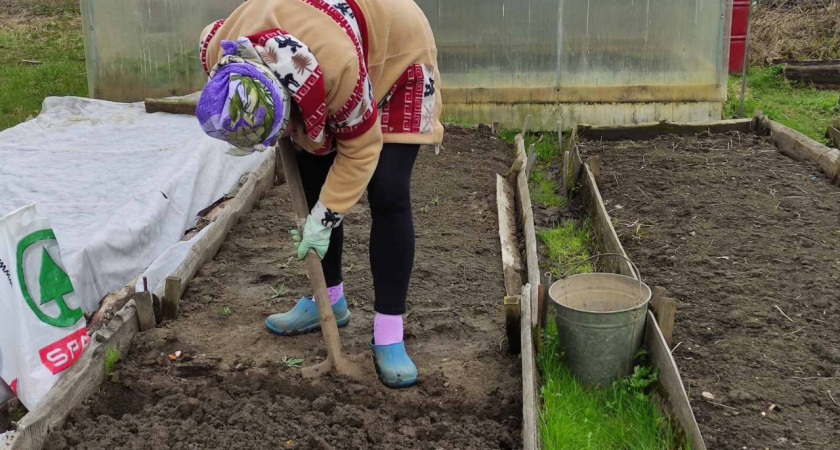 Слишком кислая земля на огороде: что делать осенью, чтобы спасти урожай