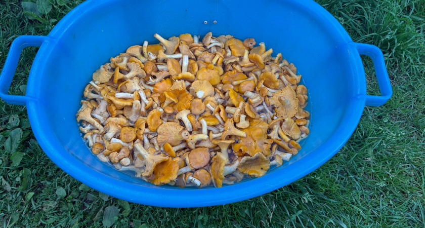 Жарю грибы без этого ингредиента: как один эксперимент перевернул мое представление о вкусе