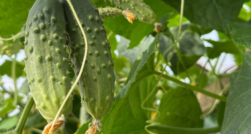 Один из лучших «долгоиграющих» сортов: какой гибрид огурцов будет радовать плодами до ноября – будете собирать по 2 ведра с куста