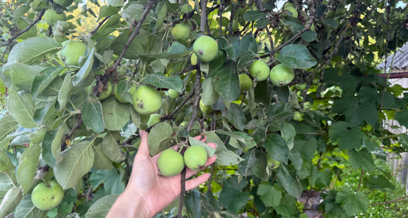 Осенний уход за яблоней: готовим дерево к следующему сезону – самые важные 2 обработки