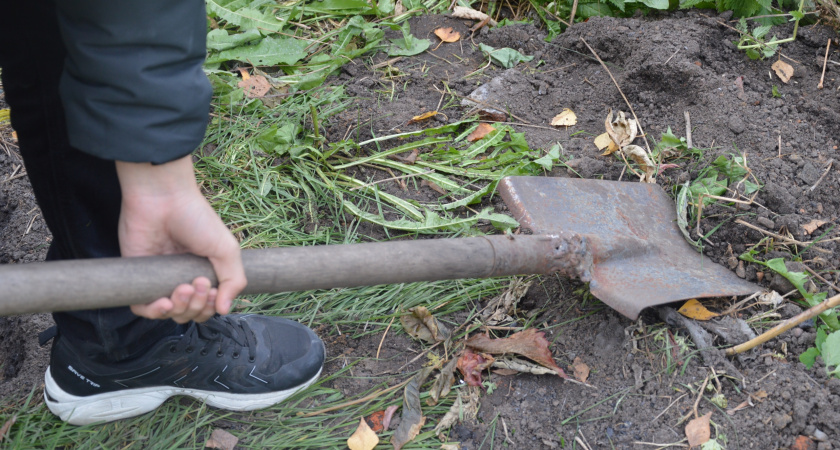 Запах вместо лопаты: как заставить кротов самостоятельно покинуть ваш огород – дедовский метод
