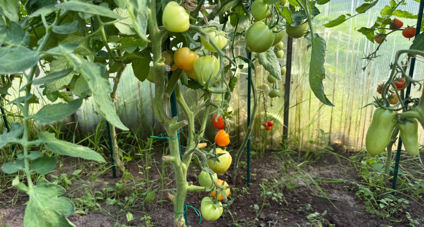 Не болеют и дают мегаурожай: какие сорта стоит посадить в 2026 году