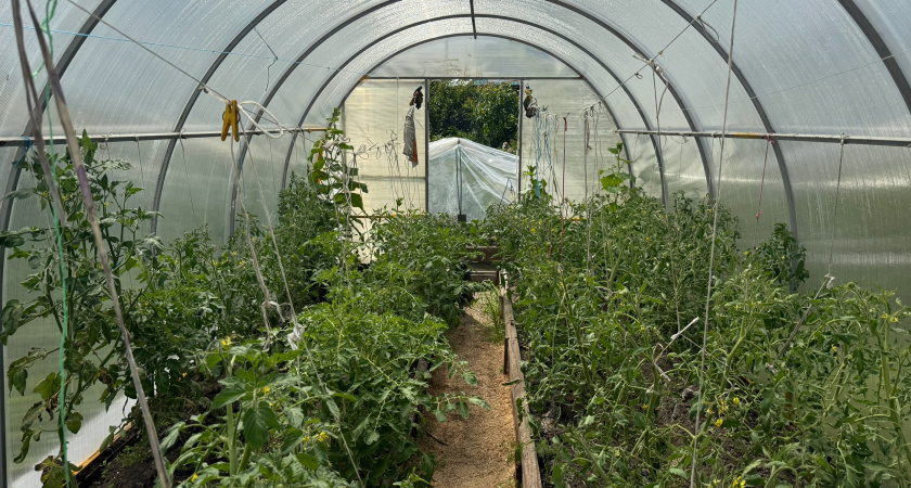 1 кусок на ведро воды – обработка теплицы в ноябре: простой способ защиты от болезней и вредителей