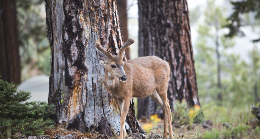 Олени-вредители: как символ Шотландии уничтожает леса