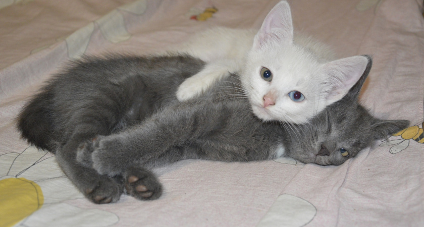 Места, куда можно поцеловать кошку: совет ветеринаров