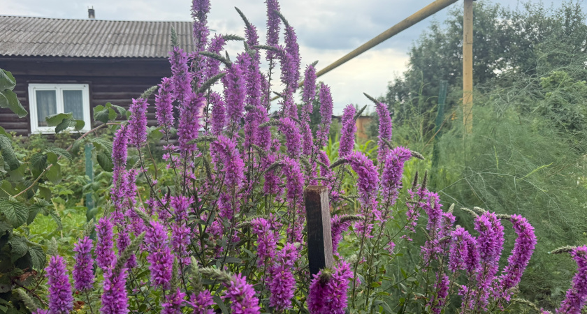 Многолетник, который будет лучше любых роз: фиолетовое чудо радует до заморозков и пахнет мёдом
