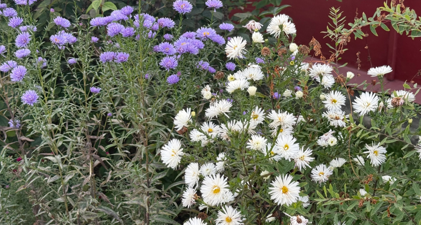 Буйство красок в саду с июня до заморозков: цветок, который не боится солнца и дарит красоту круглый год