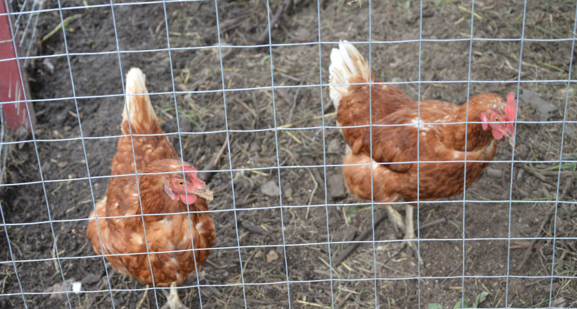 Осеннее меню для кур: какие продукты повышают яйценоскость, а какие губят